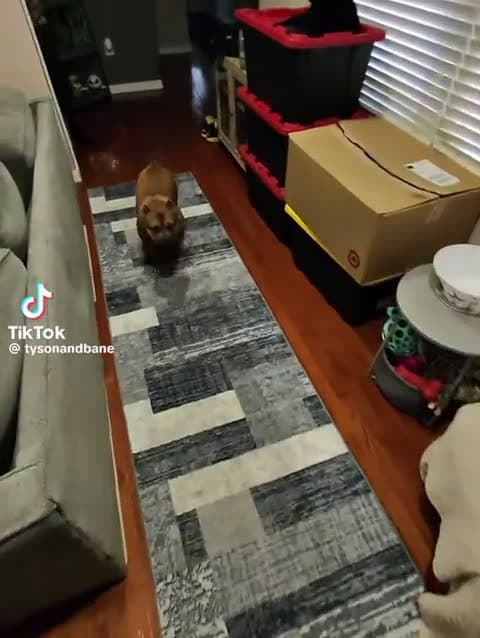 cover for Watch these pups say good morning and it's the cutest thing you'll see today 🐶🌅 #CuteDogs #MorningVibes #DogLovers #PuppyLove #GoodMorning