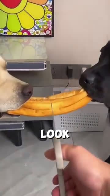cover for #scoopz#reels#shorts#viral#dogs