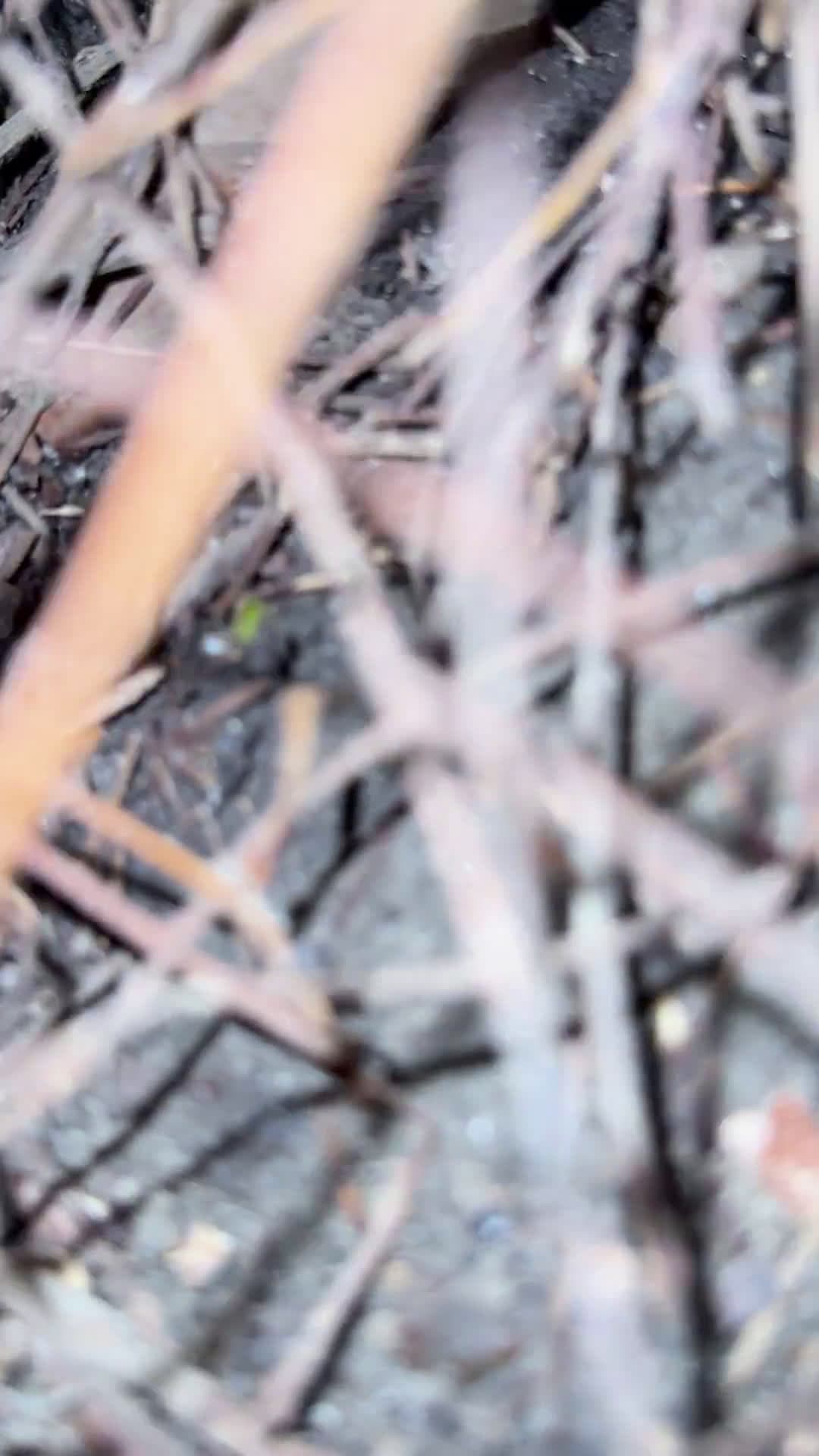 cover for What is this thing? Watch to see the surprising answer 🤔 #Mystery #WhatIsThis #CuriousFind #MindBlown
