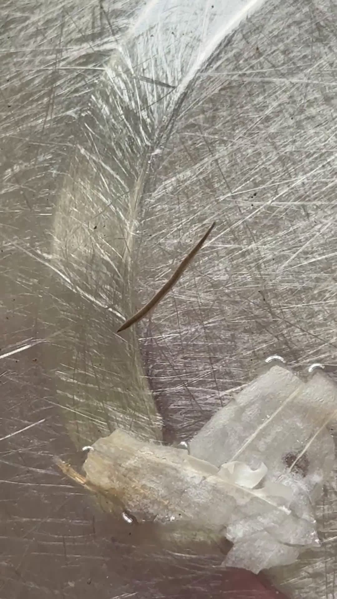 cover for Can you guess what this is? 🤔 #MysteryObject #GuessWhat #Curious