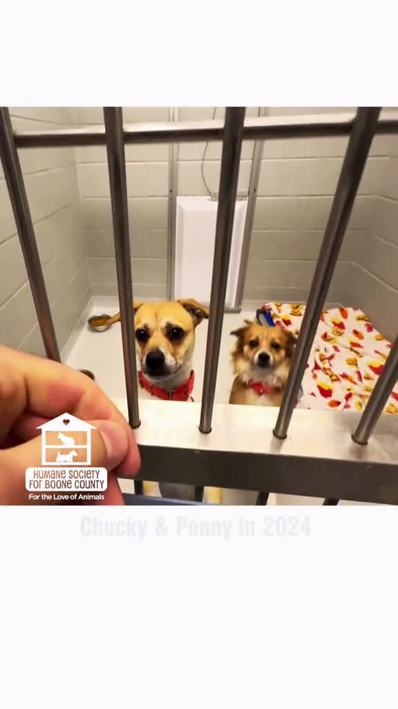 cover for From shelter to snuggles Chucky Penny are proof that love changes everything as they re li 80014 #trend