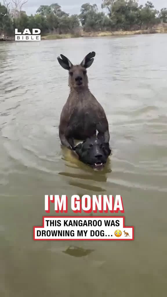 cover for He punched a kangaroo to save his dog #FunniestVideoOnMyPhone