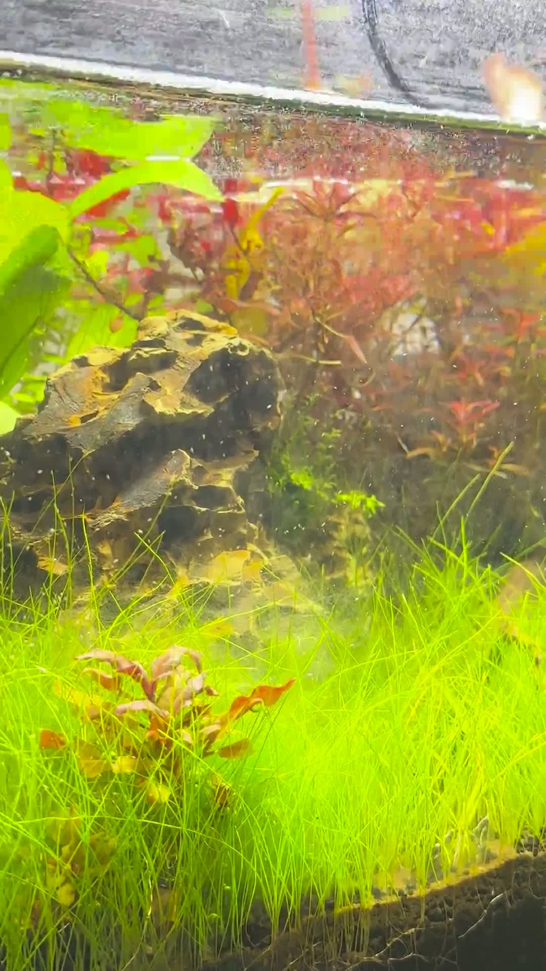 cover for Tiny white dots moving on my aquarium walls — can you guess what they are? #AquariumMystery #FishTankLife #PetCare 🐠