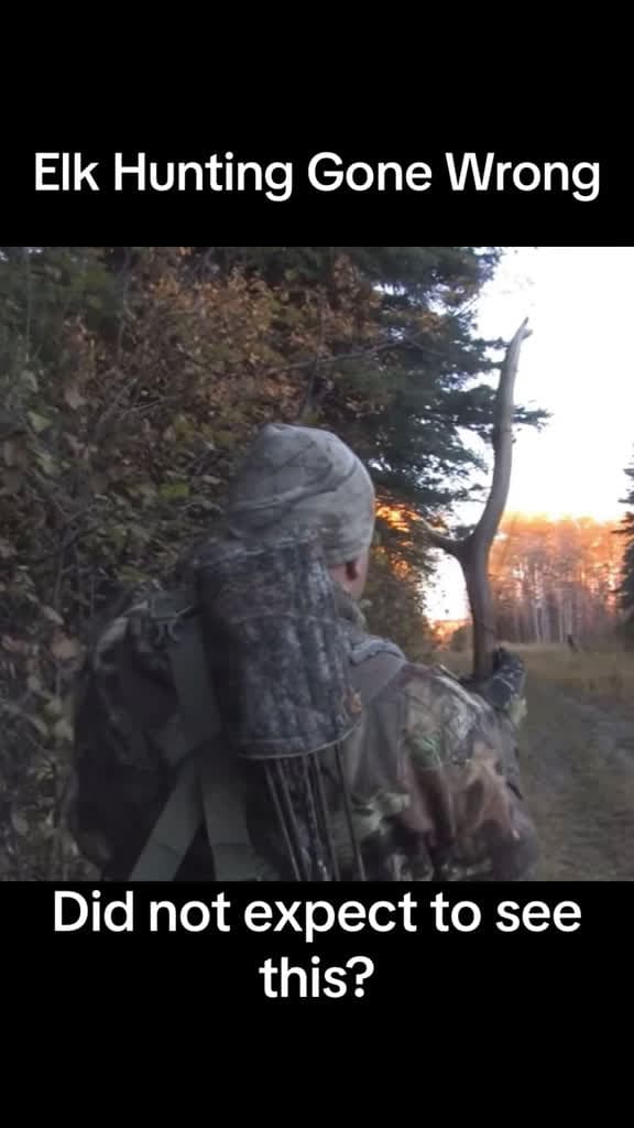 cover for A full wolf pack on the hunt—watch the elk flee in a panic 🐺🦌 #elk #wolves #pack #wildlife