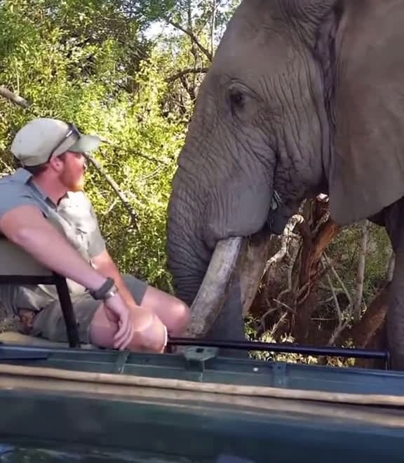 cover for AMAZING SAFARI MOMENT  Guest has a close encounter with Elephant Bull  africa afr 51238 #shortvideos