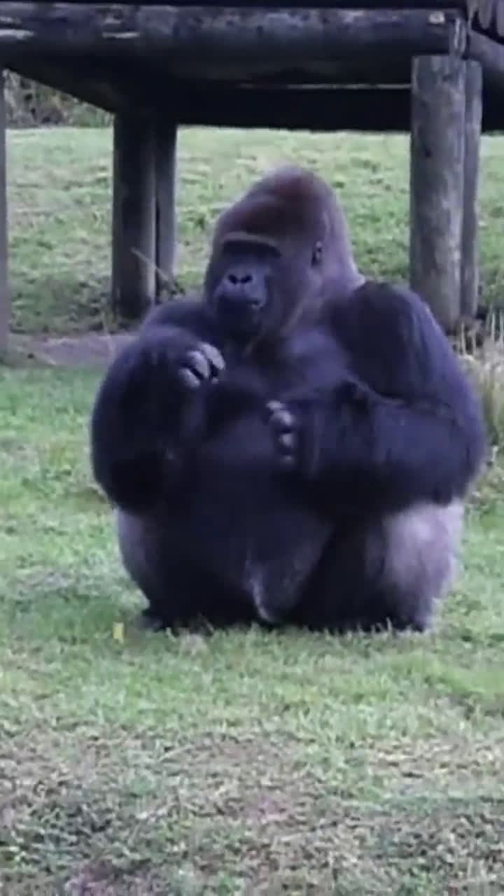 cover for Gorilla politely uses sign language to ask visitors: Please don’t feed me! 🦍 #AmazingAnimals #SignLanguage #ZooMoments