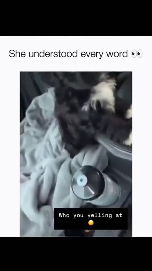 cover for #pawfectga #pawfectpetsbyga #pawfectlyfunnyga #gaflufffails #gafloofsquad #onlyatpawfectga #gacomedycrew #dailyderpga #lolpetsga #funnypetsbyga #lolsbyga #lolsbygaclips #petlaughsga #gacomedypets