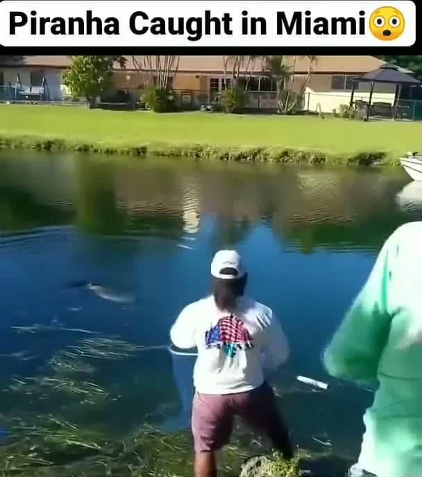 cover for PIRANHA CAUGHT IN MIAMI #caughtoncamera #capcut #fishing #miami #fish #fyp #foryou #viral #viralvideo 