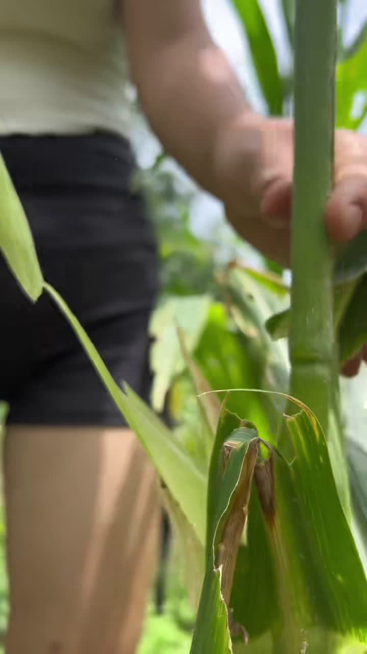 cover for Have you ever eaten boiled corn like this while camping?#camping #survival #bushcraft #tips #maobuschcraft #outdoors #FYP #hacks #girls