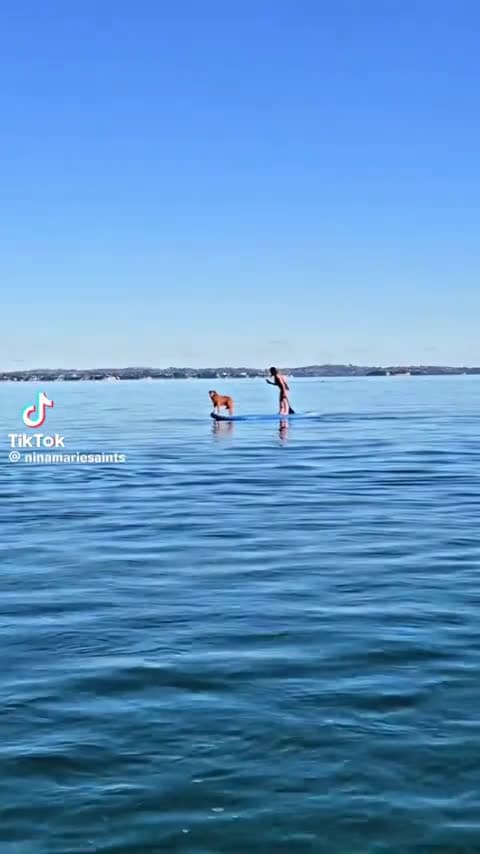 cover for Unbelievable dolphin encounter captured on film—massive props to the camera crew for this epic shot! 🐬🎥 #DolphinEncounter #CameraCrew #EpicMoment #OceanAdventure