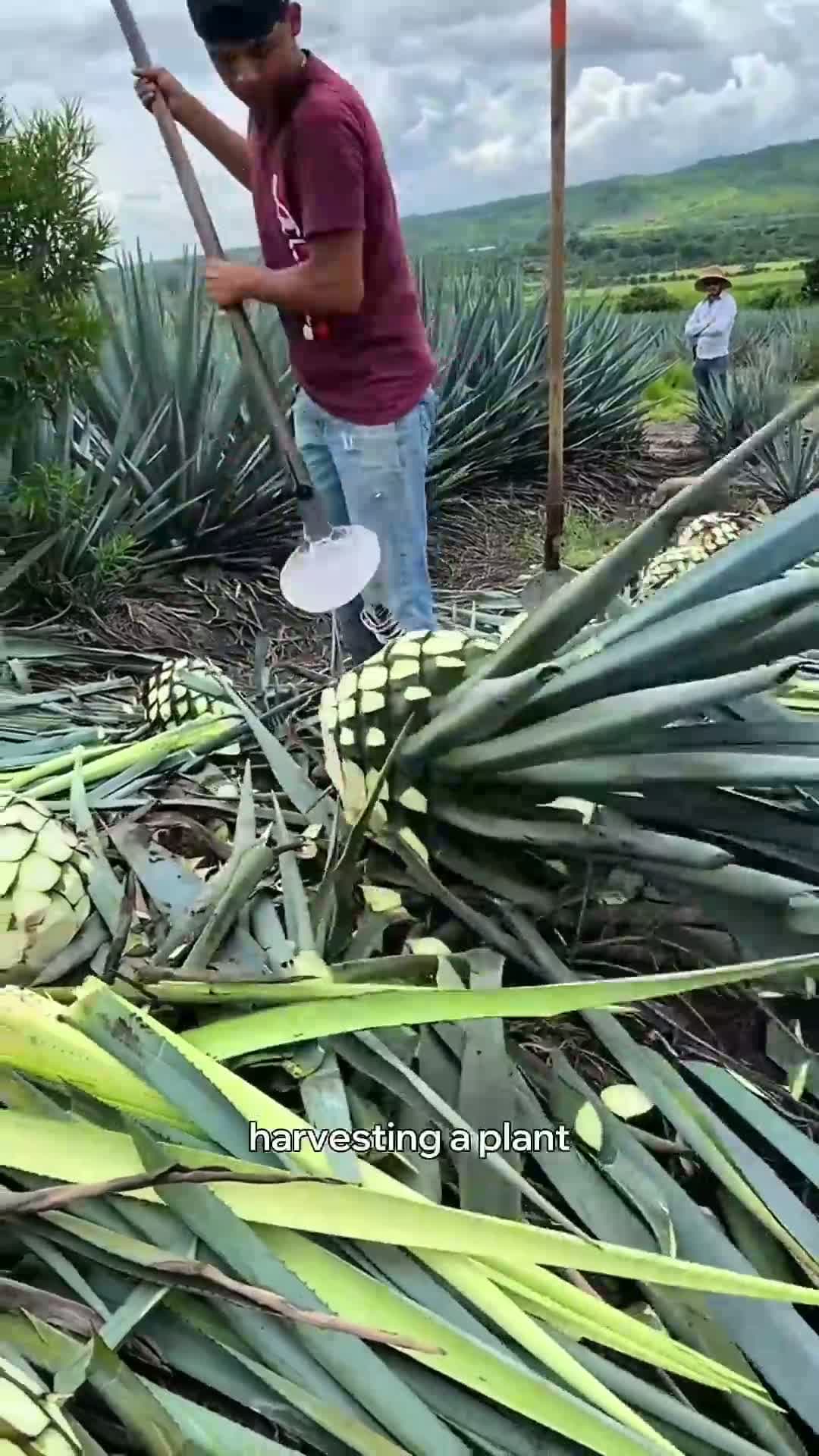 cover for Tequila and the Agave Harvester #tequila #agave #worklife #knowledge #agrolife #explore