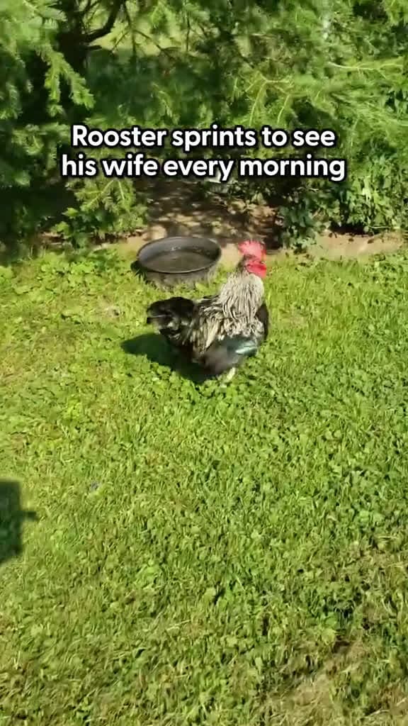 cover for Rooster Dashes Out Every Morning To See His Wife cat catsoftiktok animals 66295 #trending