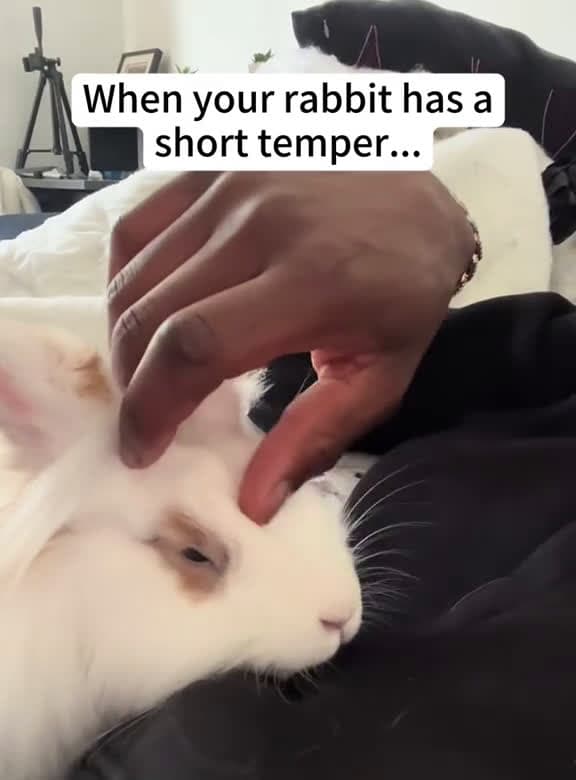 cover for Who s so cute when they re angry It s the bunnies fyp foryou funnyanimasl bunny rabbitsoft 94047 #us