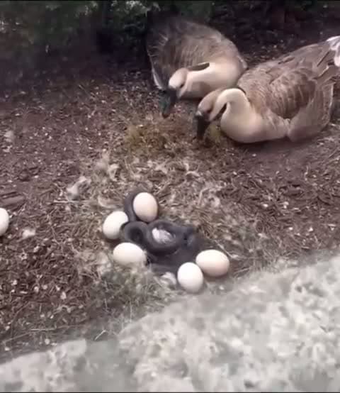 cover for #CaughtOnCamera Brave man saves geese eggs from a snake.. 🐍