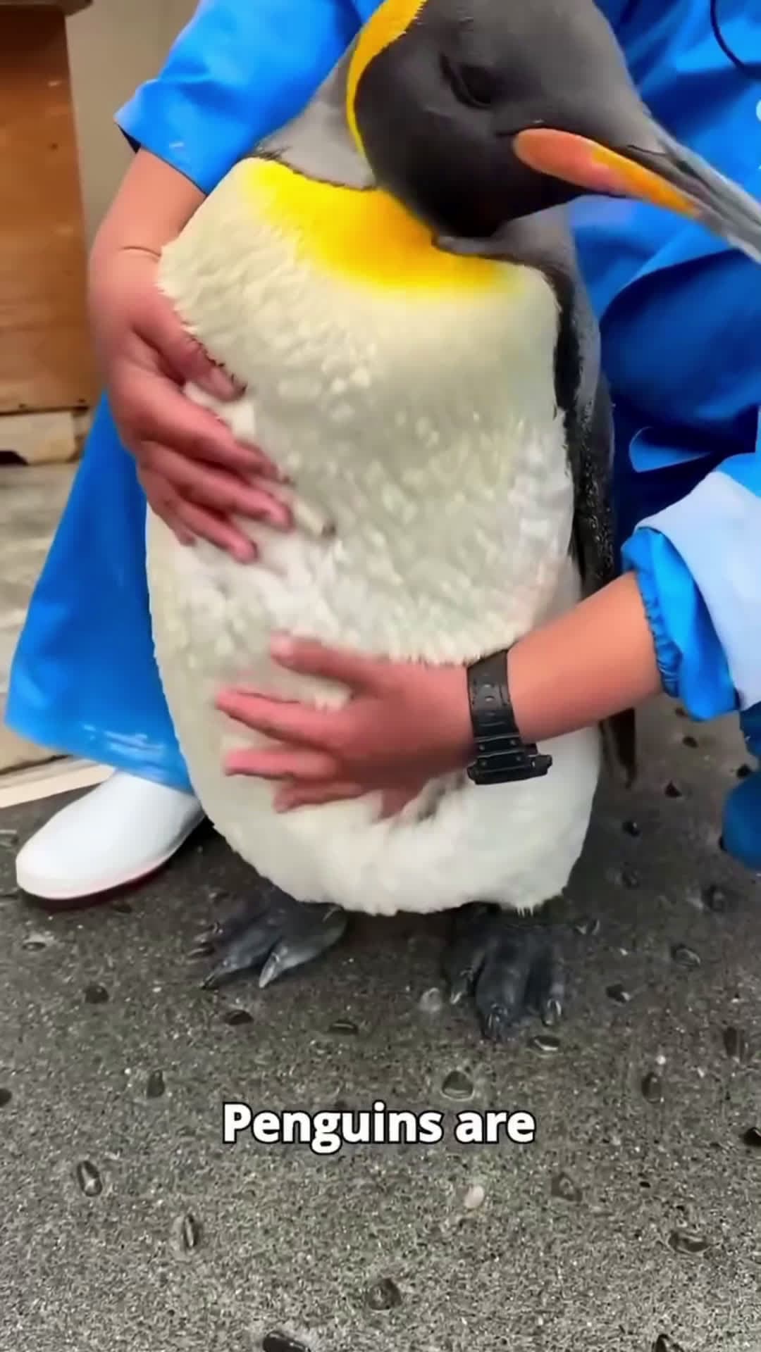 cover for Why Penguins Aren't Scared of Humans 🐧🤔