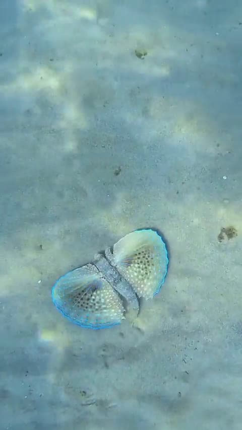 cover for Watch the stunning Flying Gurnards gracefully glide along the ocean floor 🌊🐟 #UnderwaterBeauty #FlyingGurnard #MarineLife