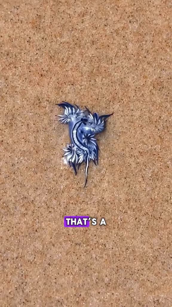 cover for Can you guess what this strange bug is? 🐞 #WhatsThatBug #BugLife #AnimalFacts