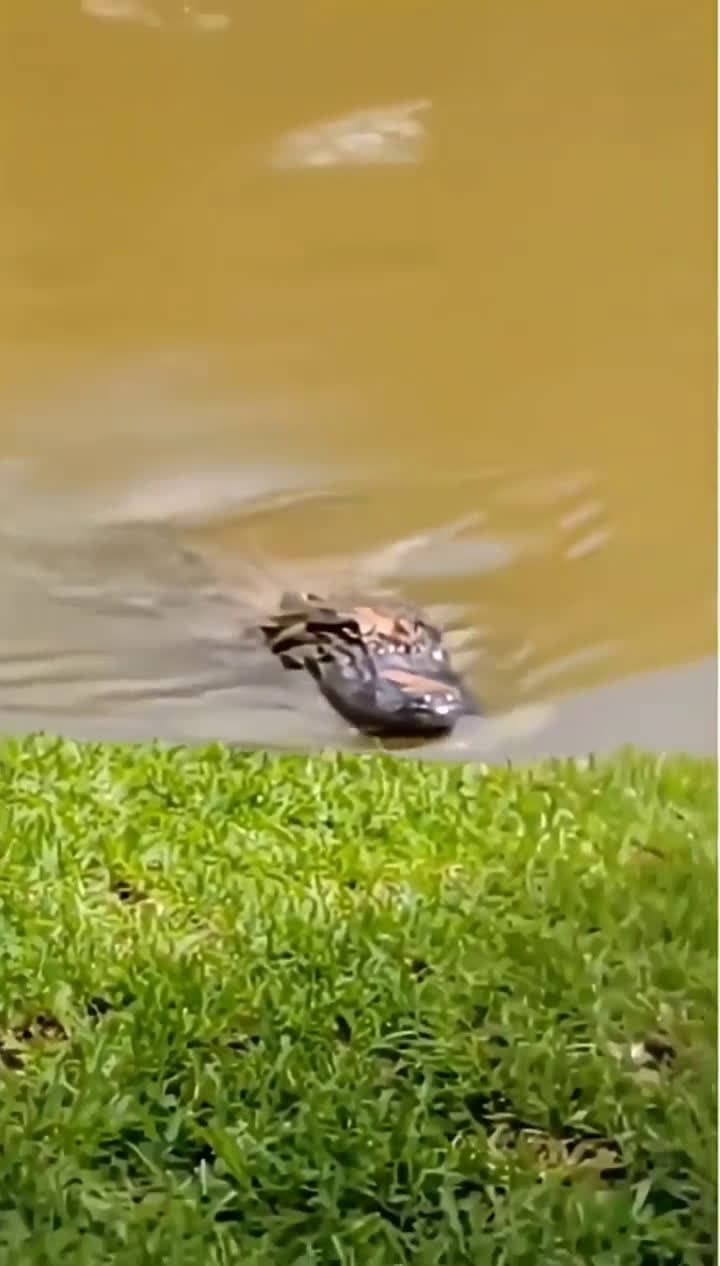 cover for Crocodile with major puppy vibes 🐶😂 #Crocodile #FunnyAnimals #CuteOrScary