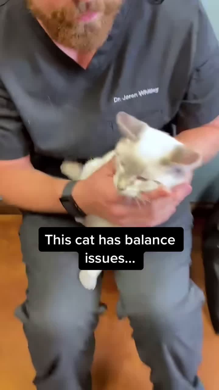 cover for Cat with nystagmus 🤔 #tiktok #doc #cat #chiro #chiropractor #animal
