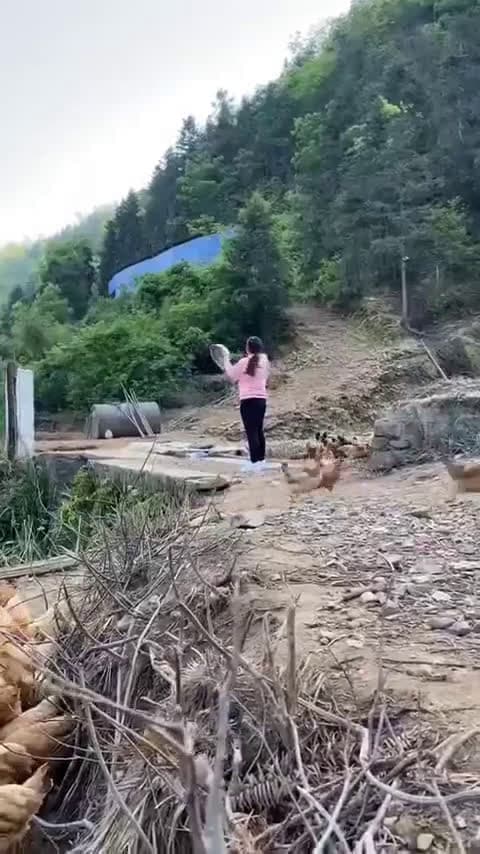 cover for Watch these chickens run to their owner all at once! 🐔 #Chickens #FunnyAnimals #FarmLife