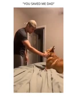 cover for This dog's dramatic performance will leave you speechless 😂🐶 #DogActing #FunnyPets #DramaQueen