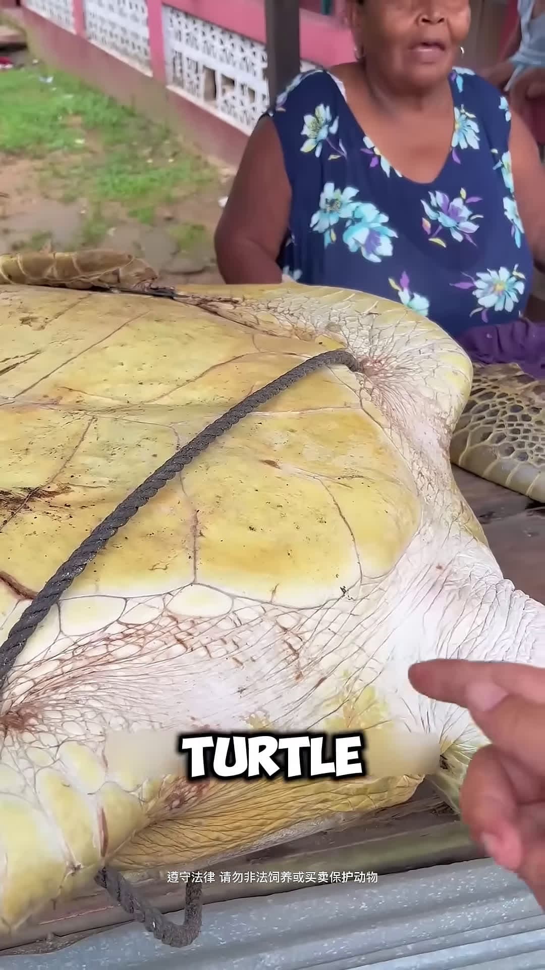 cover for Turtle Saved from Village Market