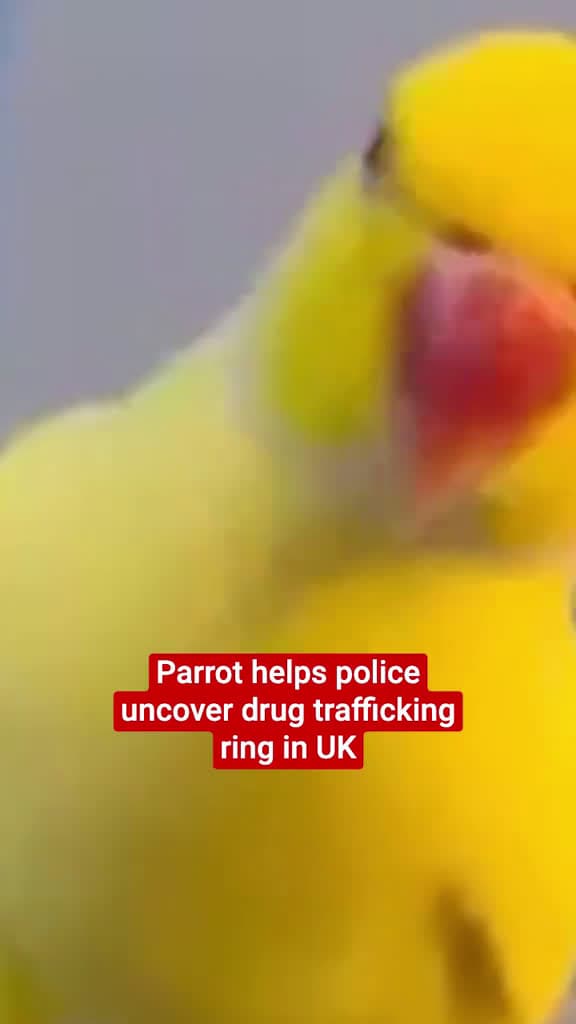 cover for A talking parrot has helped bring down an organised crime gang, after a member taught the bird how to say the drug-dealing phrase “two for 25”. Mango the parrot, who belonged to the girlfriend of ringleader Adam Garnett, was di...