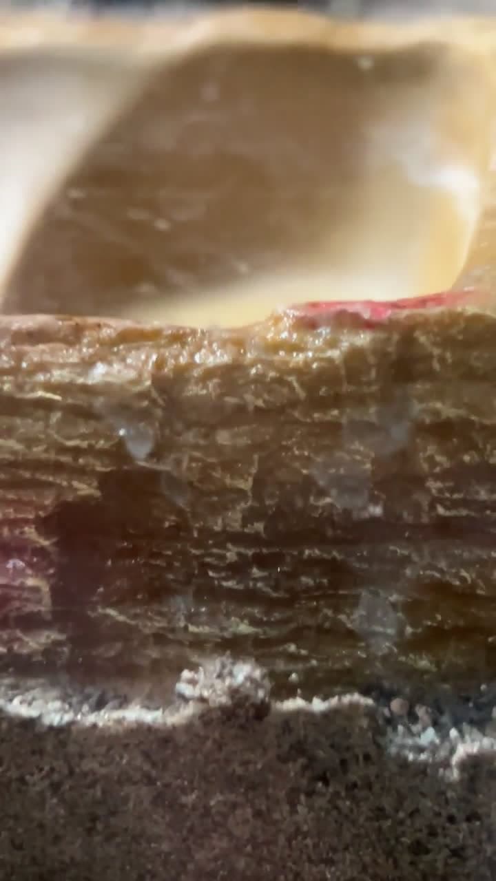 cover for What is this bug in my bearded dragon's tank? Help identify it 🪲 #BeardedDragon #BugIdentification #ReptileCare