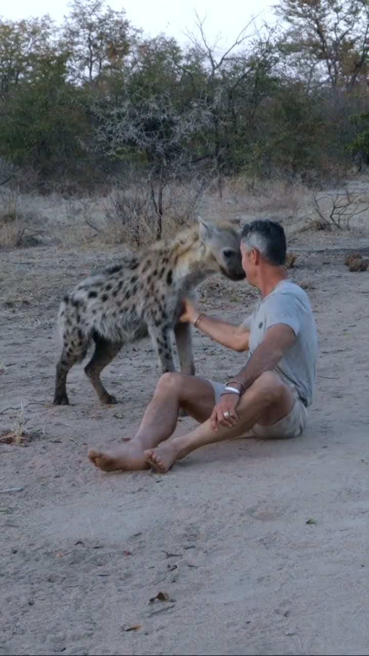 cover for Would you cuddle a hyena? 🐾 #WildlifeWonder #HyenaHug #AnimalLovers