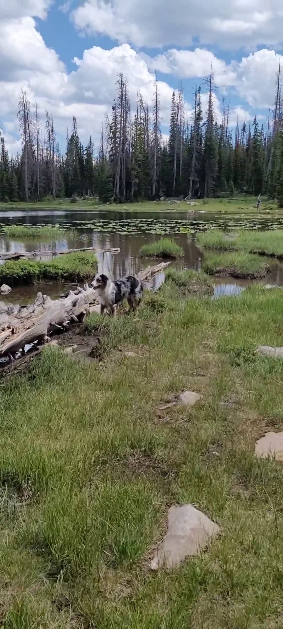cover for gorgeous in the mountains 🥰  #mountains  #dogs  #australianshepherd  #nature  #hiking  #hikingadventures  #hikingwithdogs  #adventure  #outdoors  #beautifulscenery 