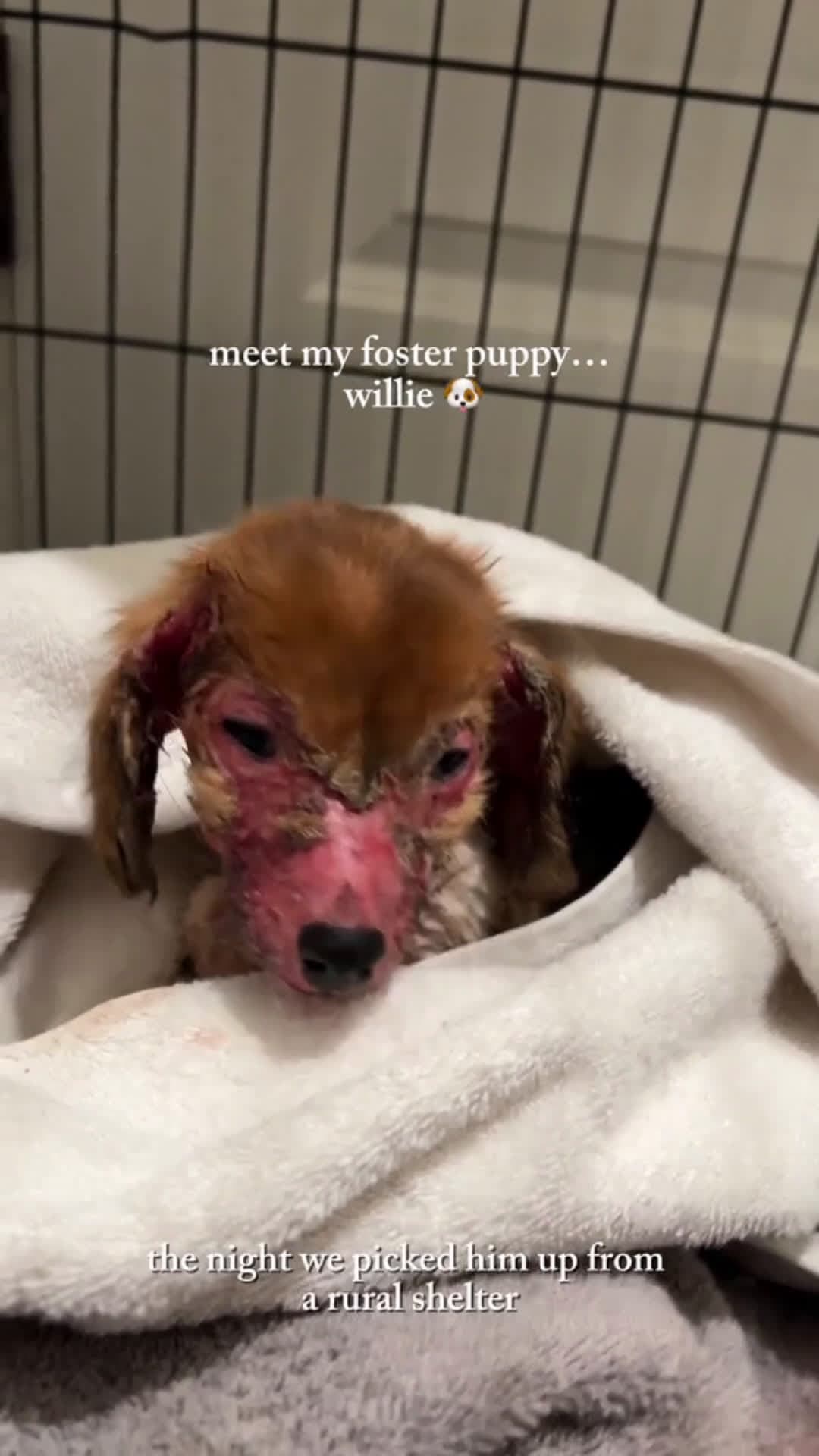 cover for Willie’s story 🤍🐶 #DogRescue #FosterDog #RescueStory #AdoptDontShop  #beforeandafter #scoopzanimal 