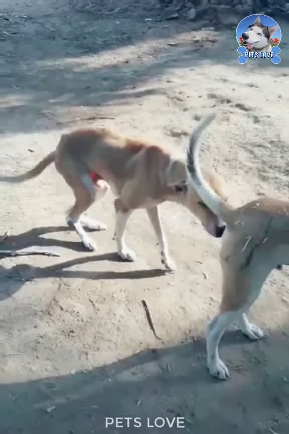cover for Would you like to have funny dogs like this #FunnyDogs #Dogs