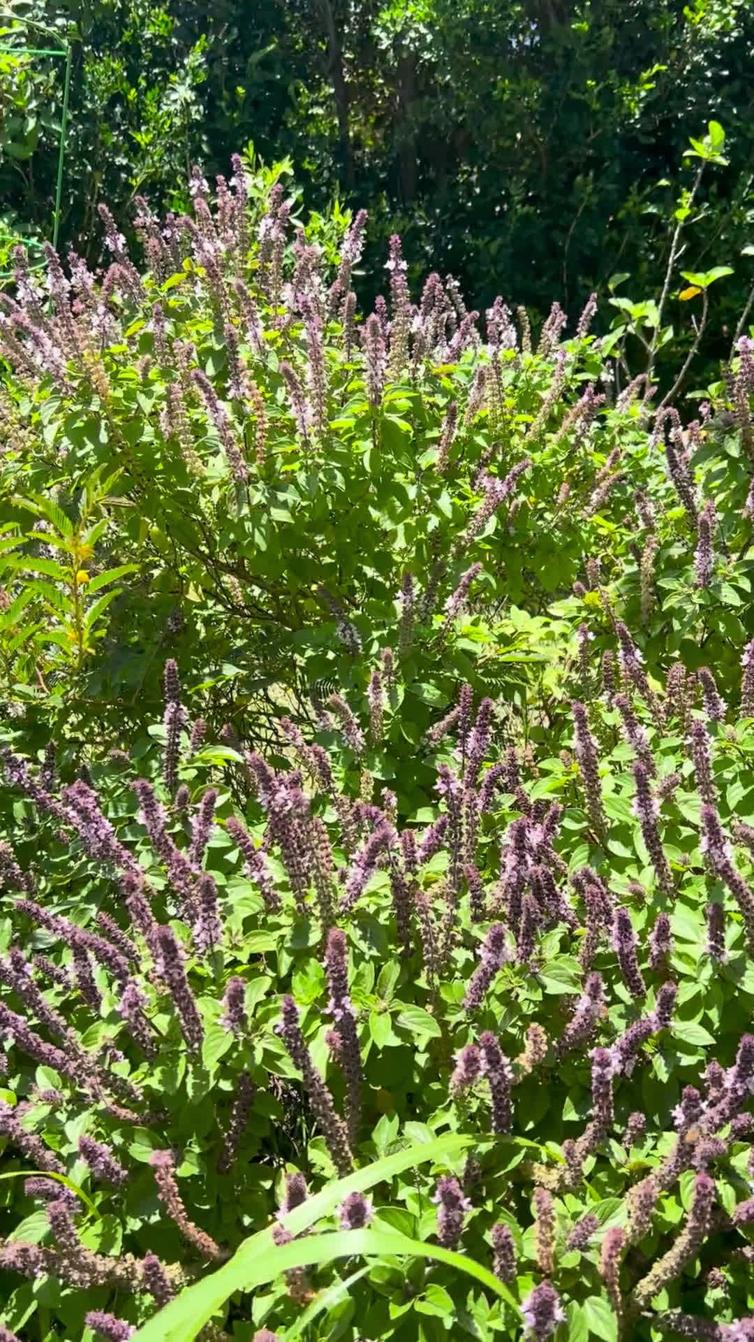 cover for Bees can't resist fresh basil! Watch them buzz around and sample the garden's aroma 🍃🐝 #Bees #Basil #Pollinators #GardenLife