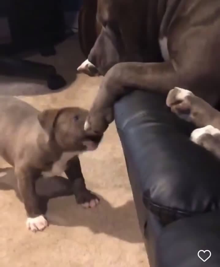 cover for Adorable lil bro #SpreadTheLove#ThePawfectMoment