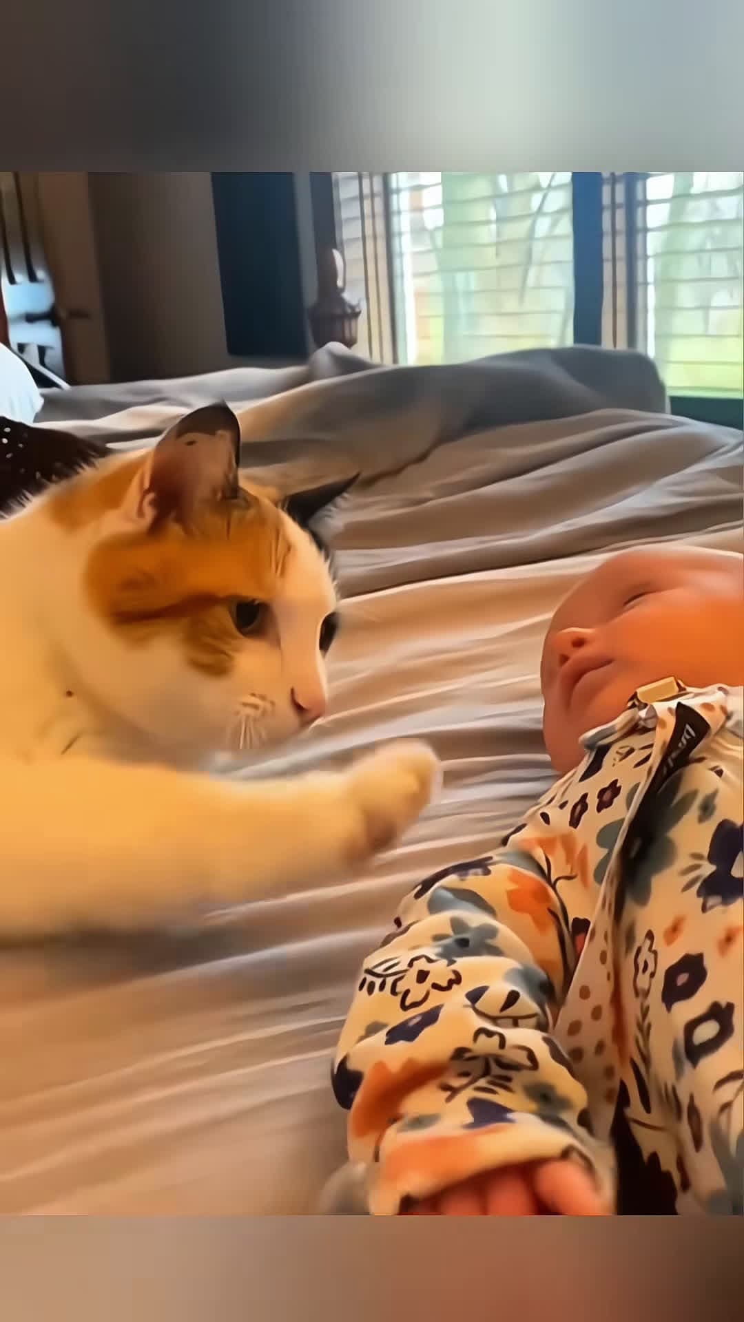 cover for Funny stories about babies and cats 🥰❤️  #Pet #cat #dog #cute #animals #foryou #typ 