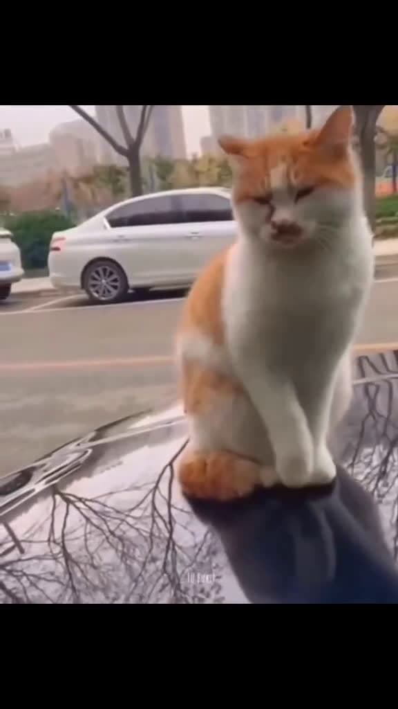 cover for be mesmerized by these dance moves animals catcore catsoftiktok catlover cats gat 73350 #ilovescoopz
