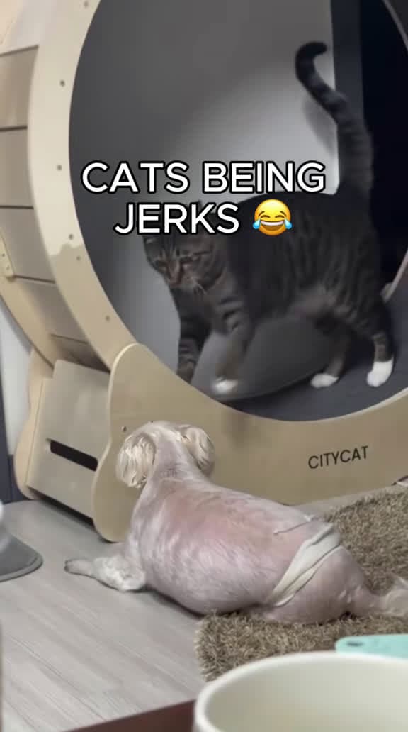 cover for Why do cats always act like little troublemakers? 😂 #funnycat #cats #catsoftiktok