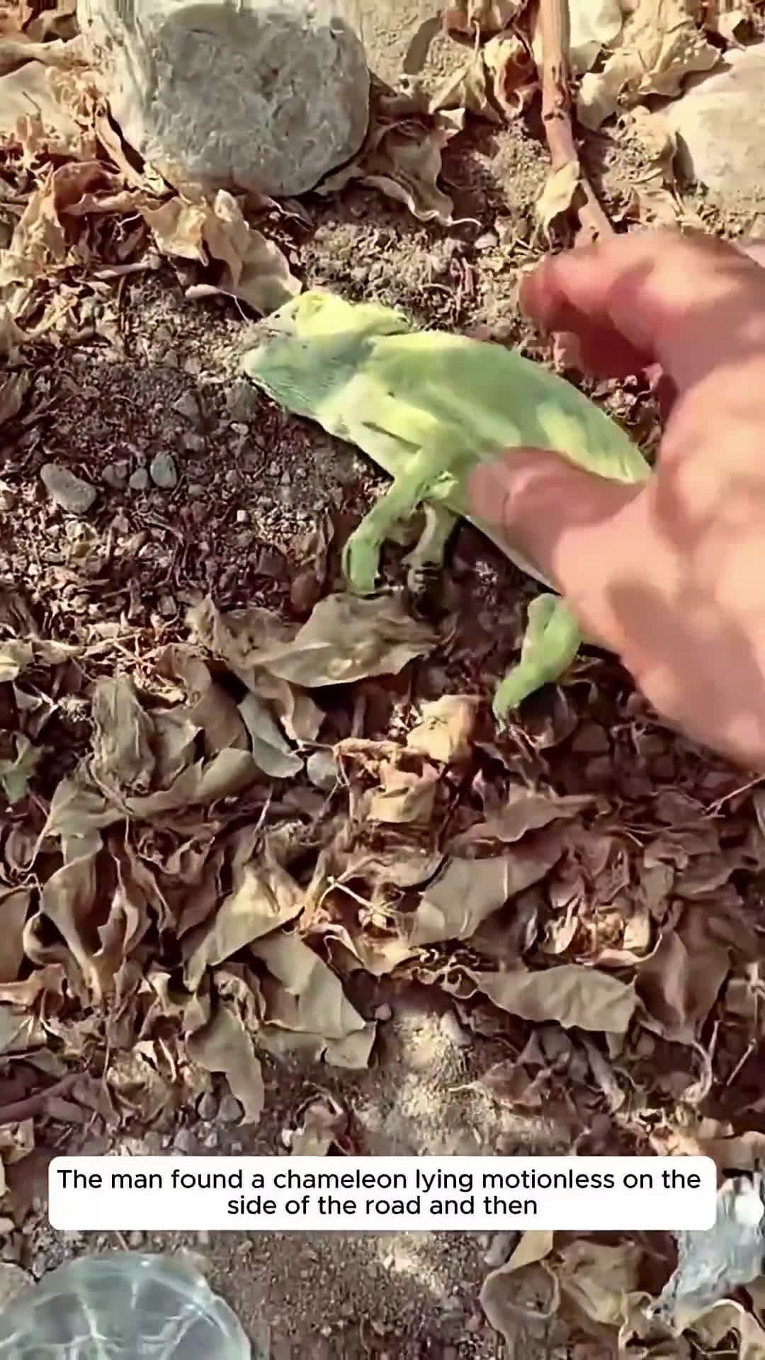 cover for The man found a chameleon lying motionless on the side of the road and then #scoopzanimalvideo 