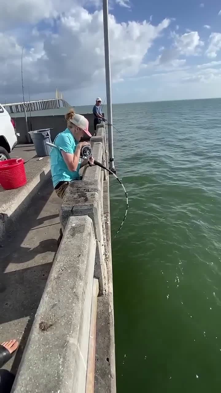cover for Monster grouper hauled from under the pier—epic catch! 🐟💥 #Grouper #Fishing #EpicCatch #UnderThePier
