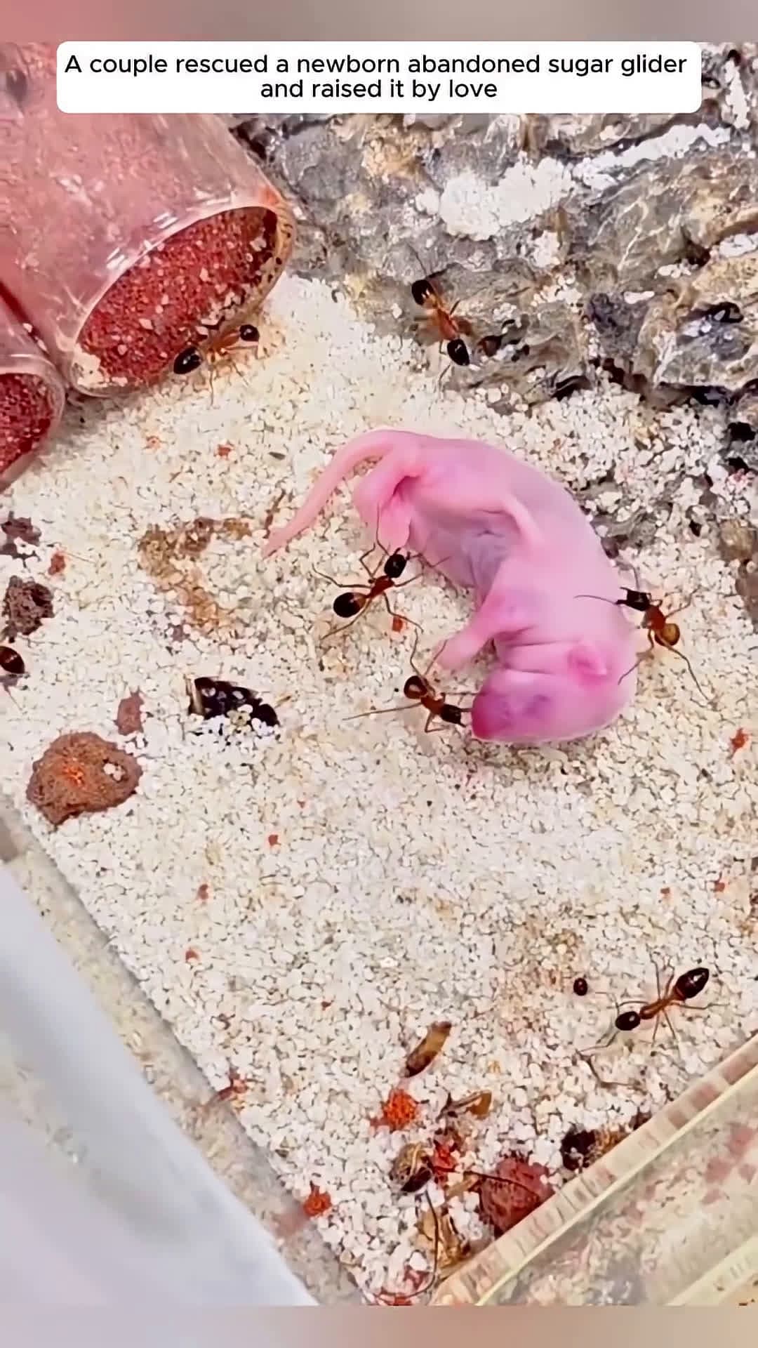 cover for A couple rescued a newborn abandoned sugar glider and raised it by love