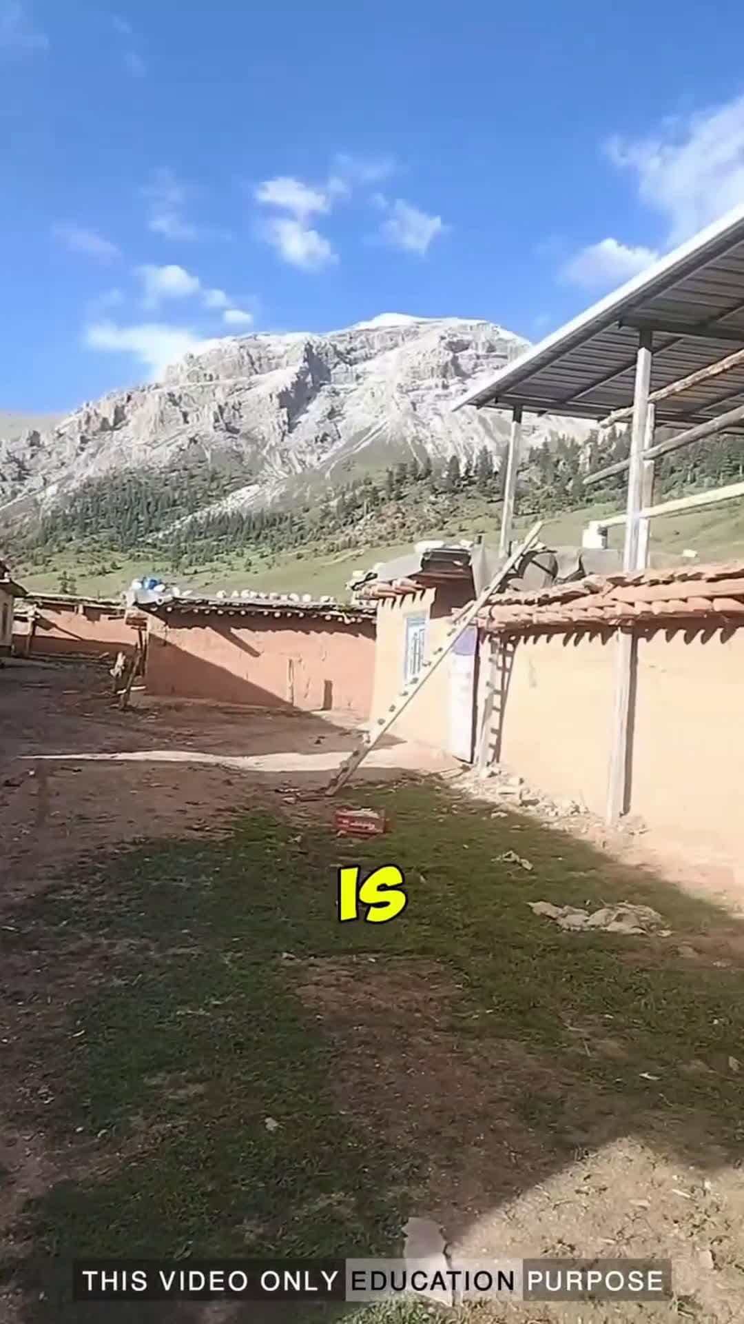cover for where there is no electricity, these animals come in handy: #animals #electricity #shorts #fyp #caughtoncamera #trending #toofunnytoscroll 