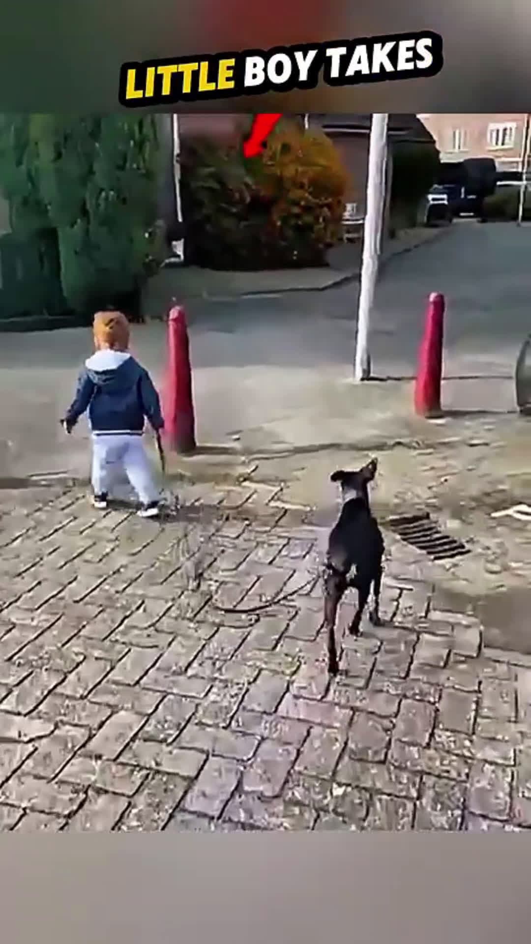 cover for Smart Dog Saves the Day😱#animals 