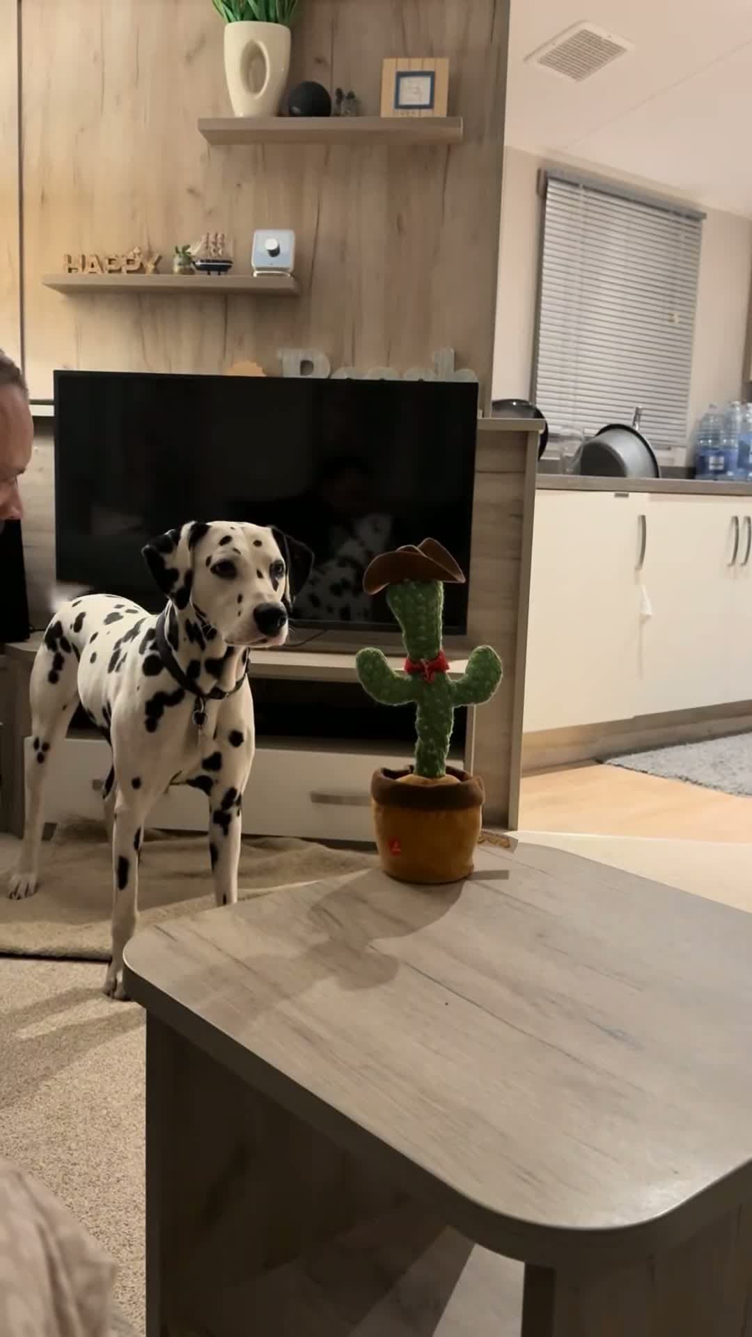 cover for This Dalmatian just discovered the art of arguing with a cactus 🌵🐾😂#DalmatianLife #TalkingCactus #DogToysGoneWild #PuppyComedy #ScoopzLaughs