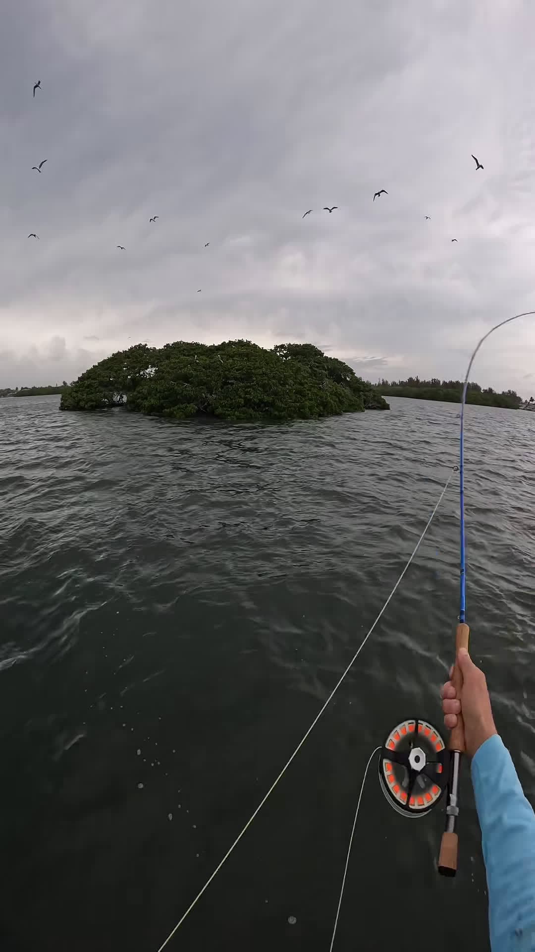 cover for The excitment and encouragment from family was great snook flyfishing flyfishdelawhere fishing snookonfly