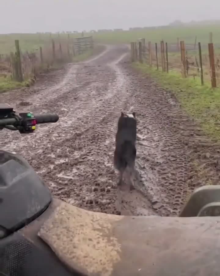 cover for Watch this Border Collie expertly herd the flock back home! 🐾🐑 #BorderCollie #HerdingDog #FarmLife #DogSkills