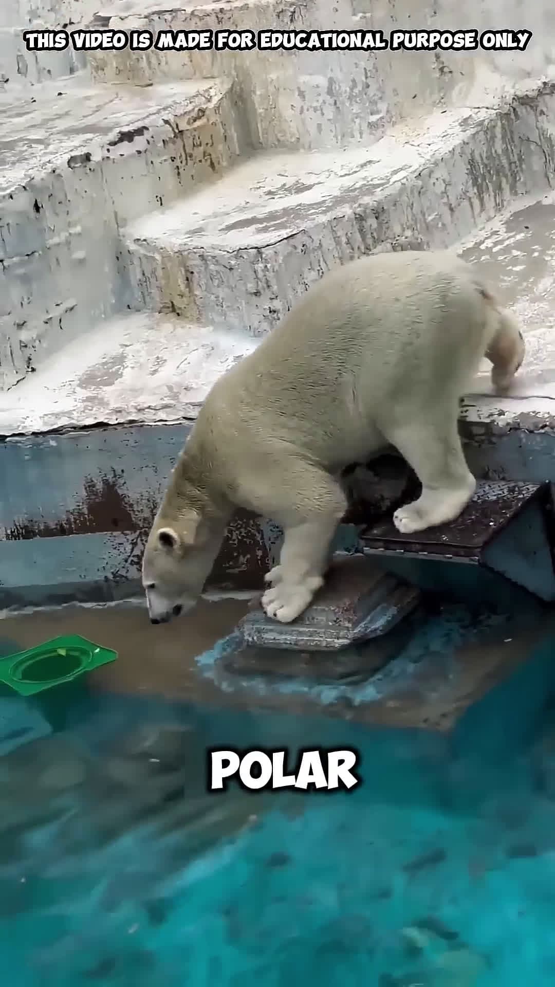 cover for Smartest Polar Bear Ever