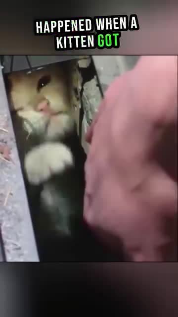 cover for Would you help a kitten that is trapped #cat #cats #catsoffacebook #rescuecat #reelschallenge #reel