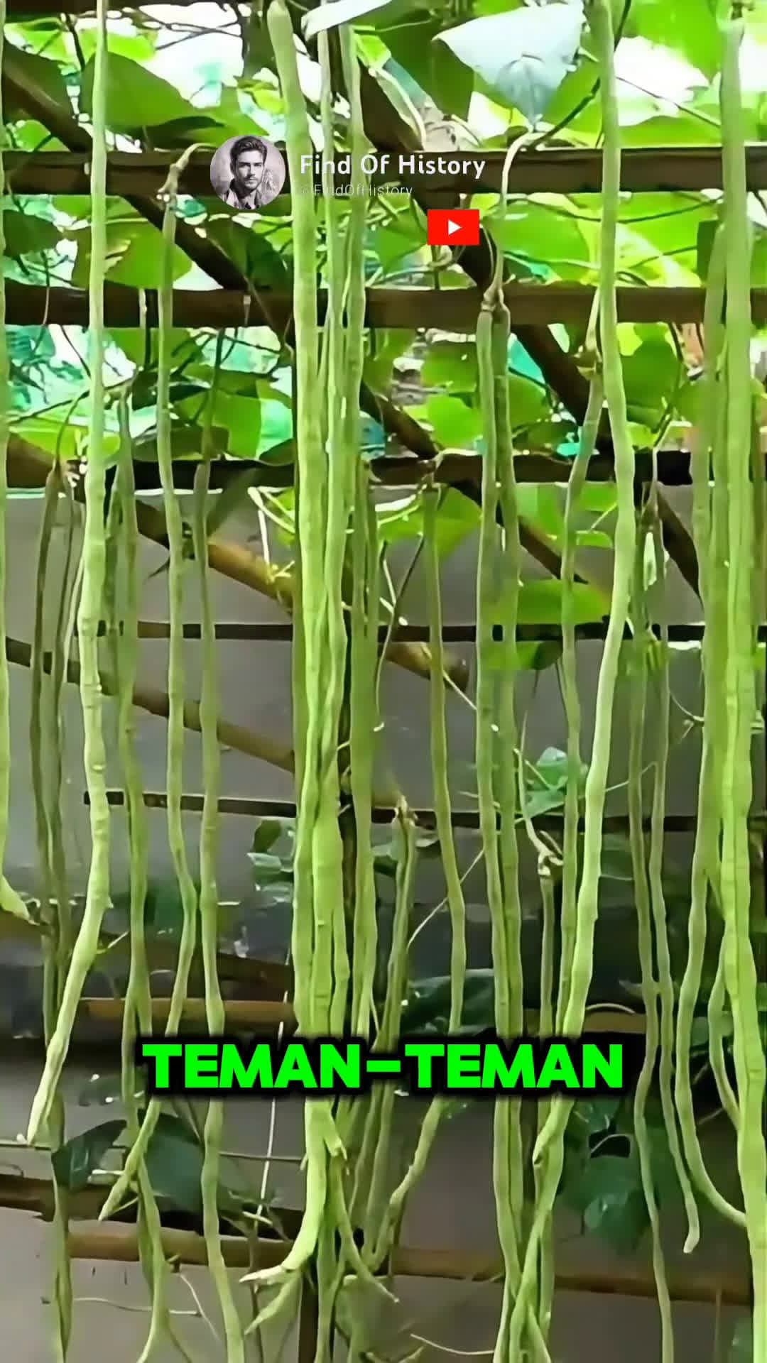 cover for Unique The Secret to Successfully Planting Beans Part 01 shorts short unique