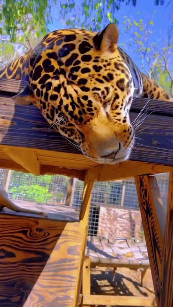cover for A boop for Tank Book a tour here at Singlevisionincorg #NOTpets #jaguar #jag #bigcat #bigcats #cat #cats #tank #teamtank #love #wow #boop #boops #boopboopboop #boopthesnoot #a