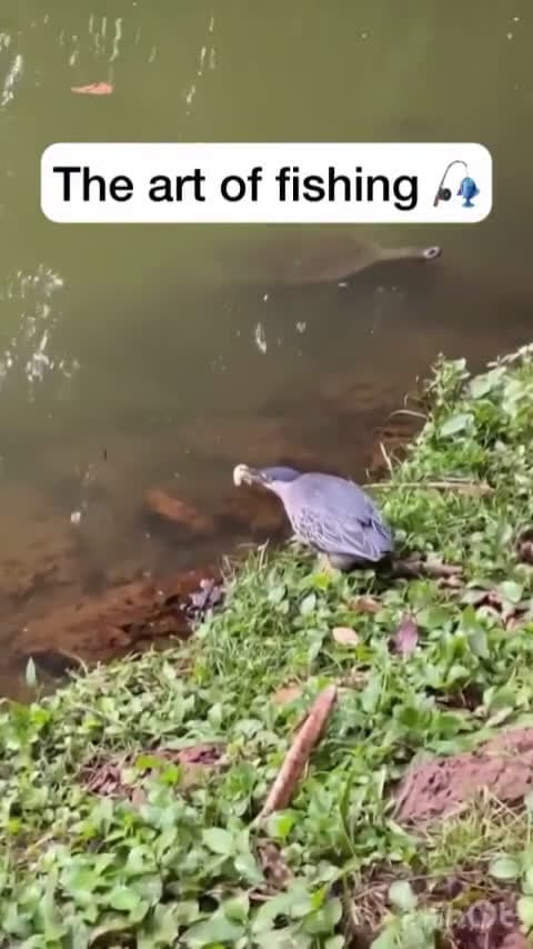 cover for Genius bird uses bread as bait to reel in a fish! 🐦🎣 #SmartAnimals #NatureMagic #WildlifeMoments